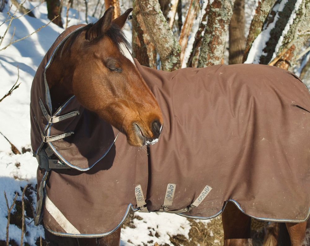 Hestedækken service