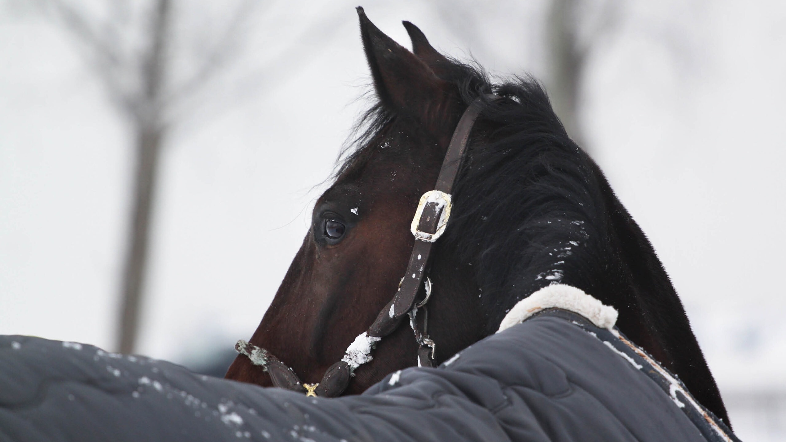 Regndråber preller af hestedækken
